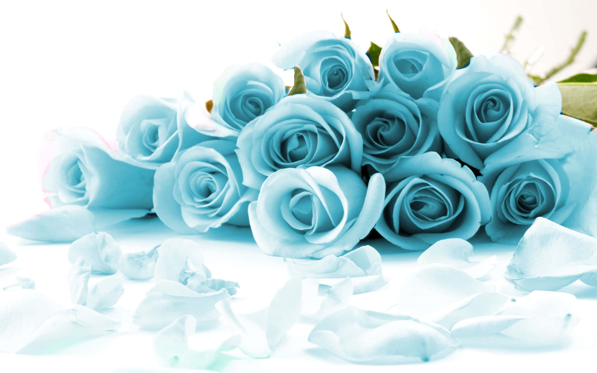 Immaginedi Un Arrangiamento Di Rose Di Colore Blu Chiaro