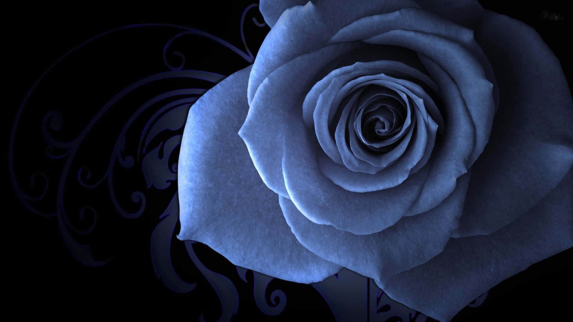 Faded Blue Rose Picture