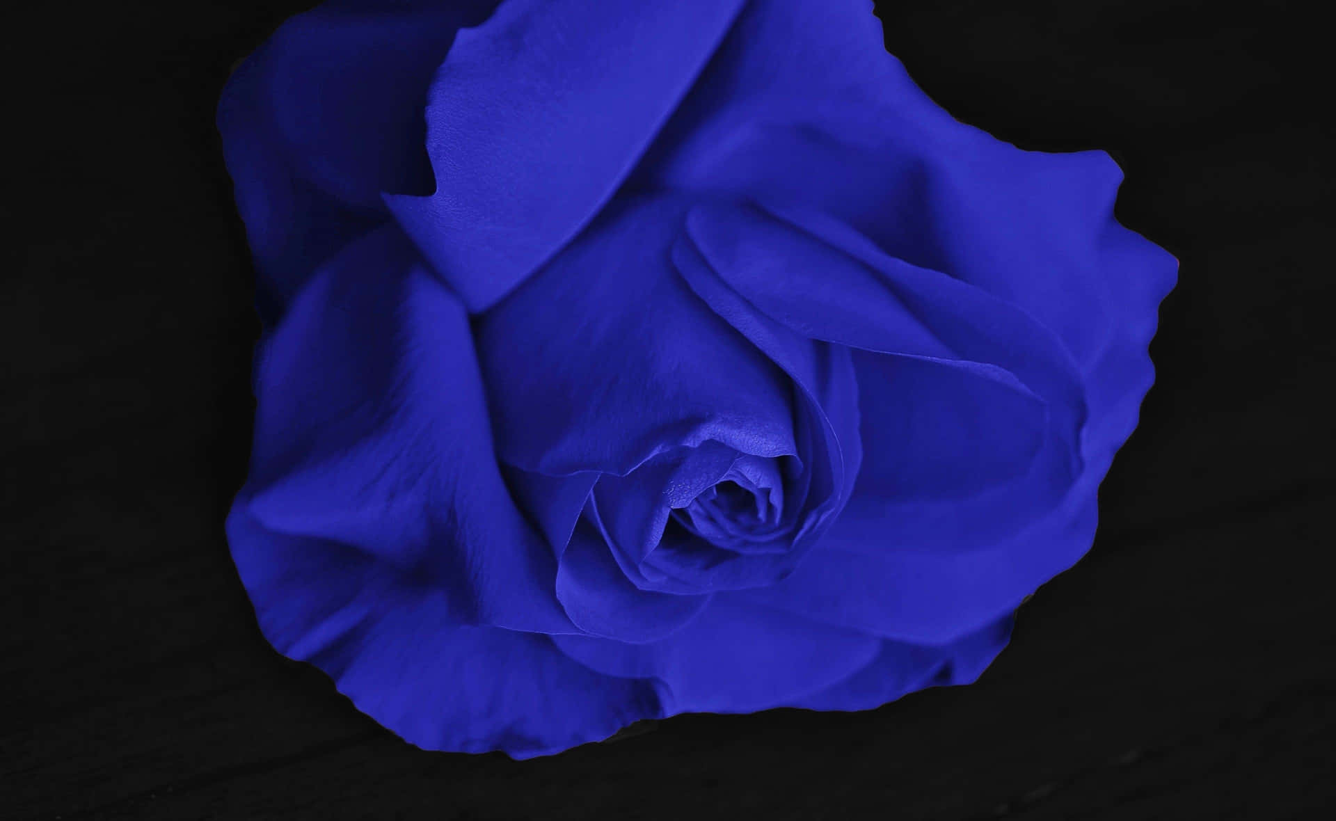 Imagenradiante De Una Rosa Azul