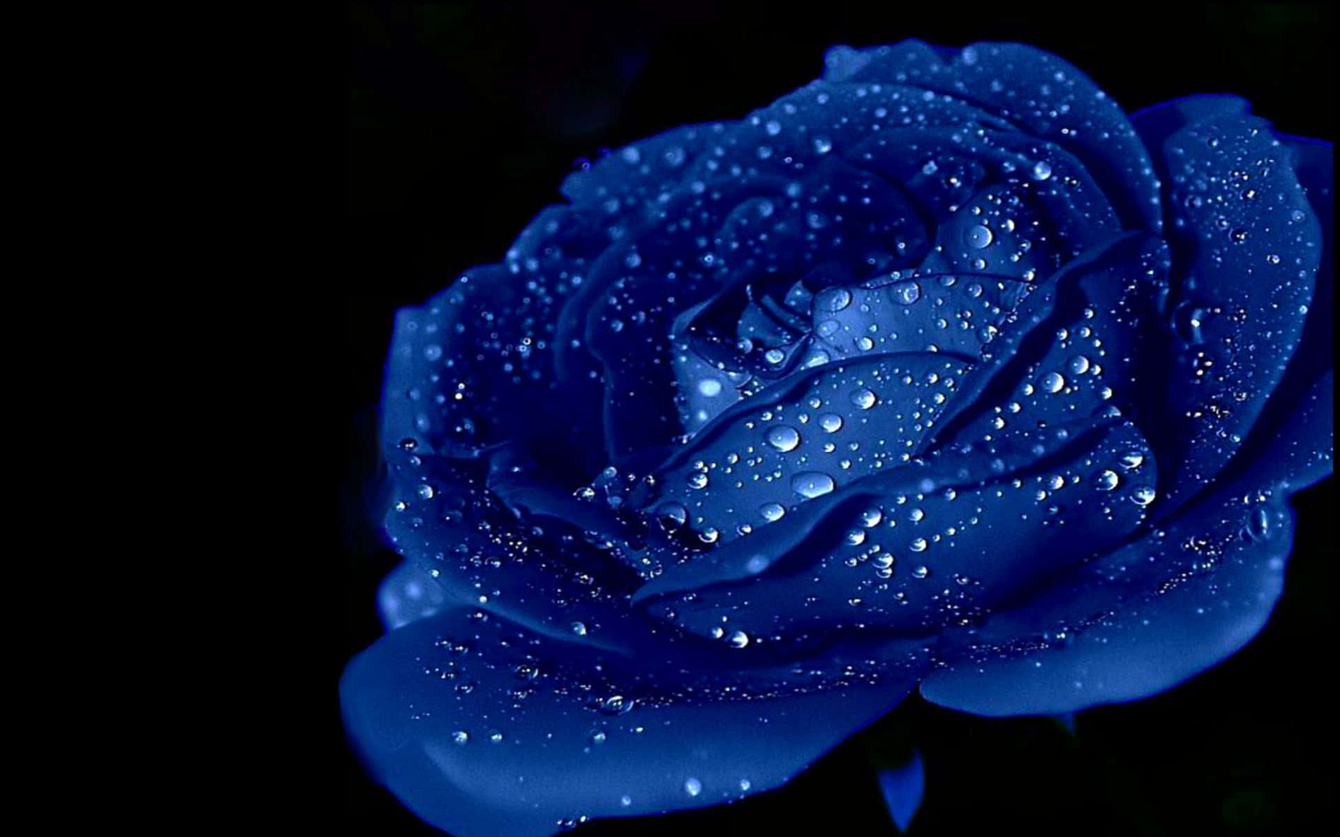 Imagende Una Rosa Azul Con Gotas De Agua
