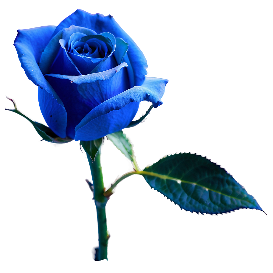 Blue Rose Png 10 PNG