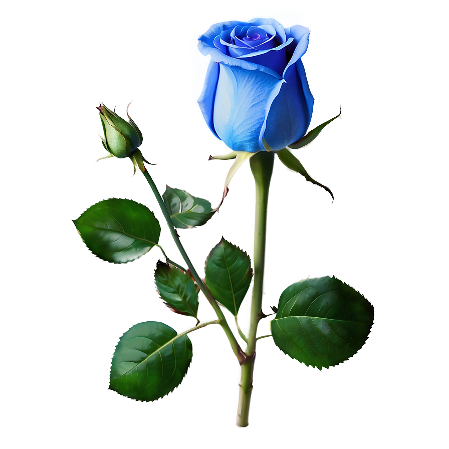 Blue Rose Png Rvp PNG