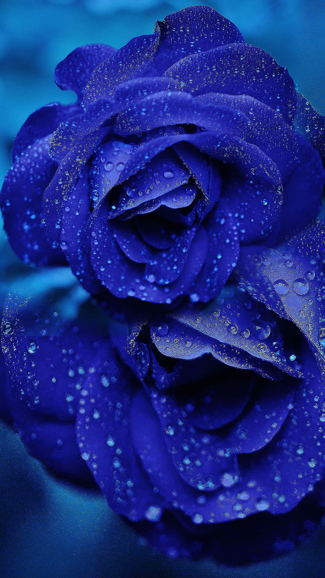 Eineeinzige Schöne Blaue Rose Wallpaper