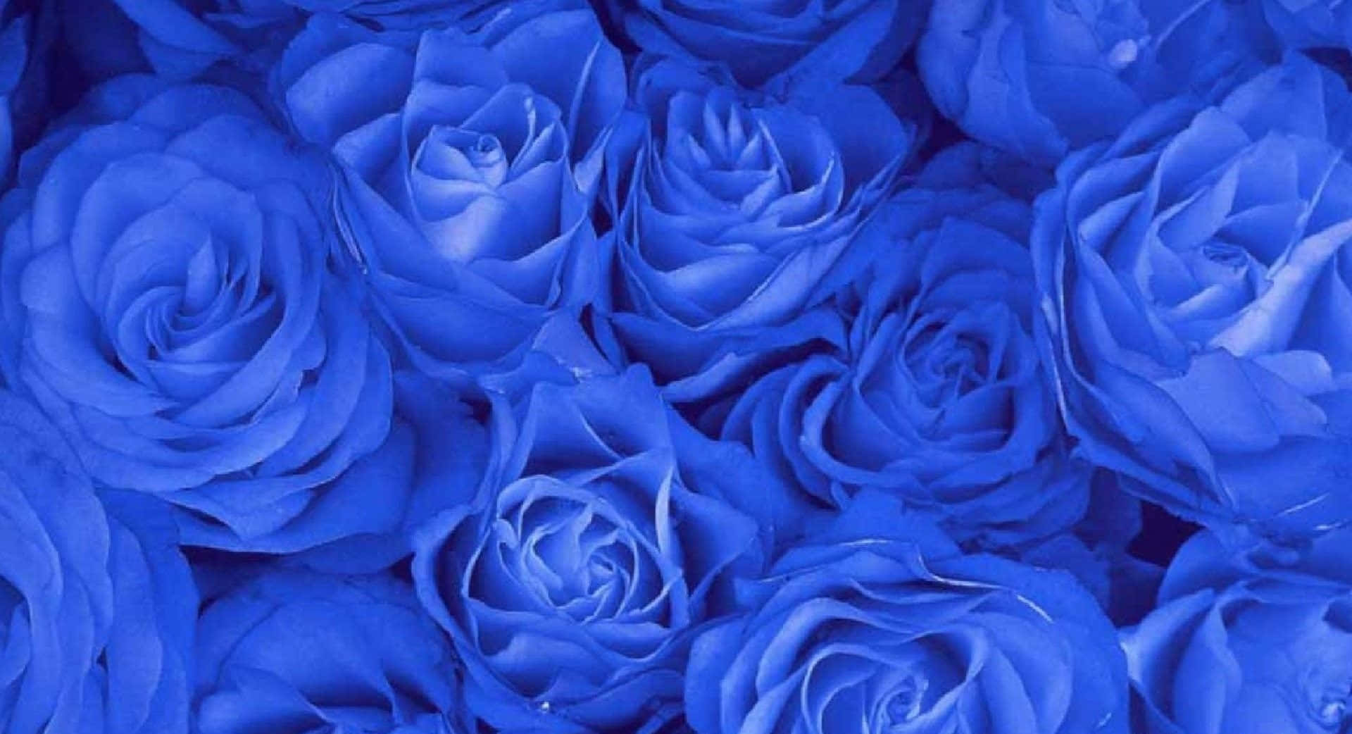 "Beautiful Blue Rose" Wallpaper