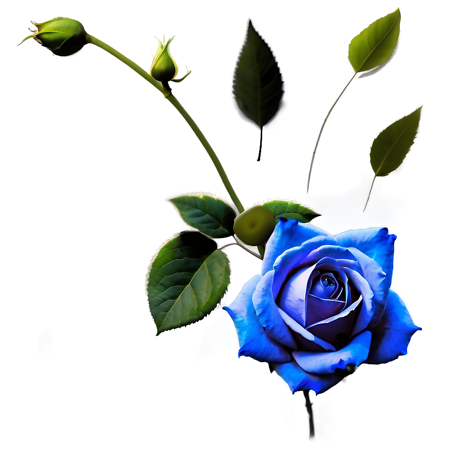 Blue Rose Wallpaper Png 06202024 PNG