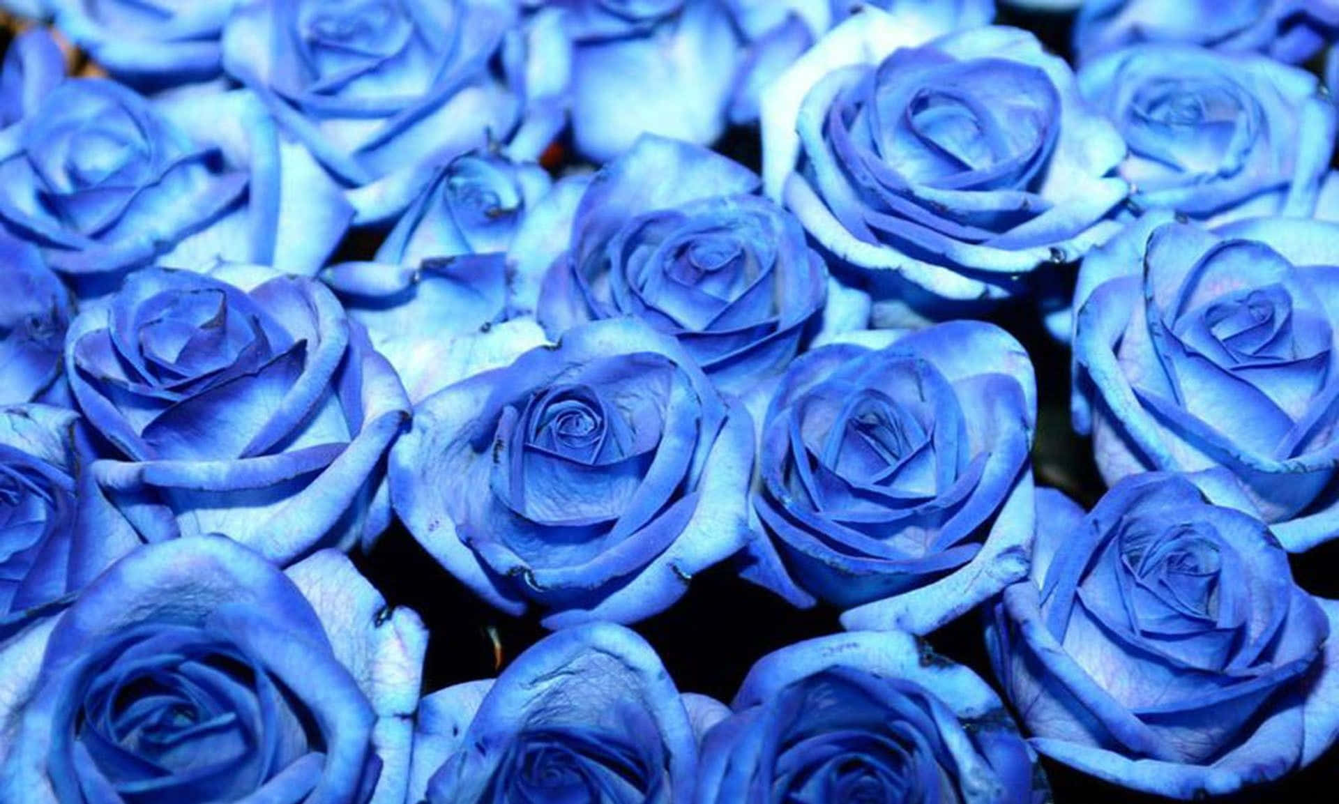 Free Blue Rose Wallpaper Downloads, [100+] Blue Rose Wallpapers for FREE |  
