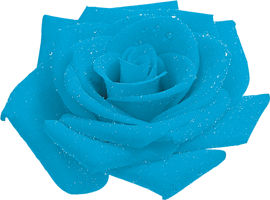 Blue Rosewith Dew Drops.png PNG