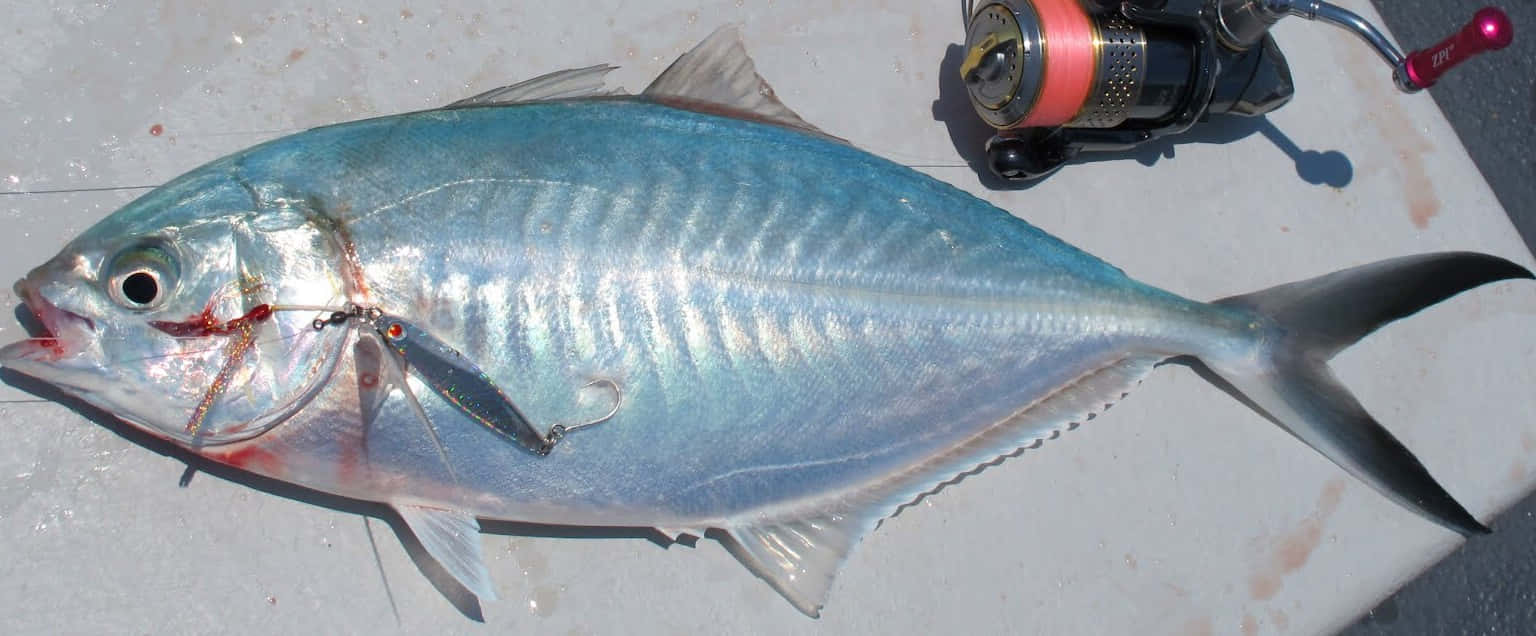 Blue Runner Fish Caughtwith Reel Wallpaper