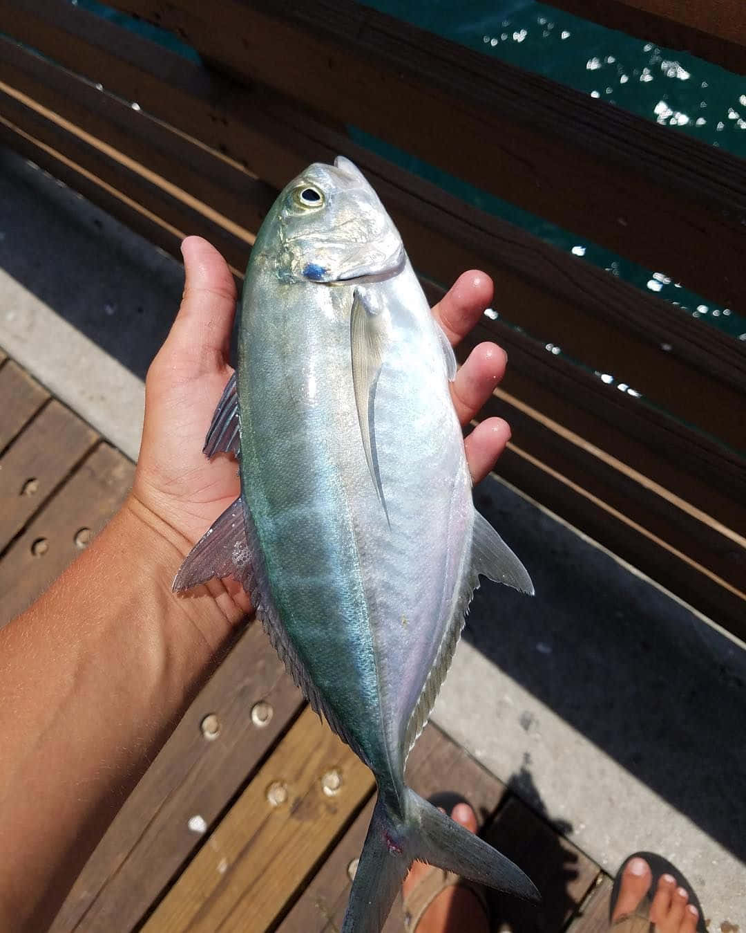 Blue Runner Fish Held Over Wooden Dock Wallpaper