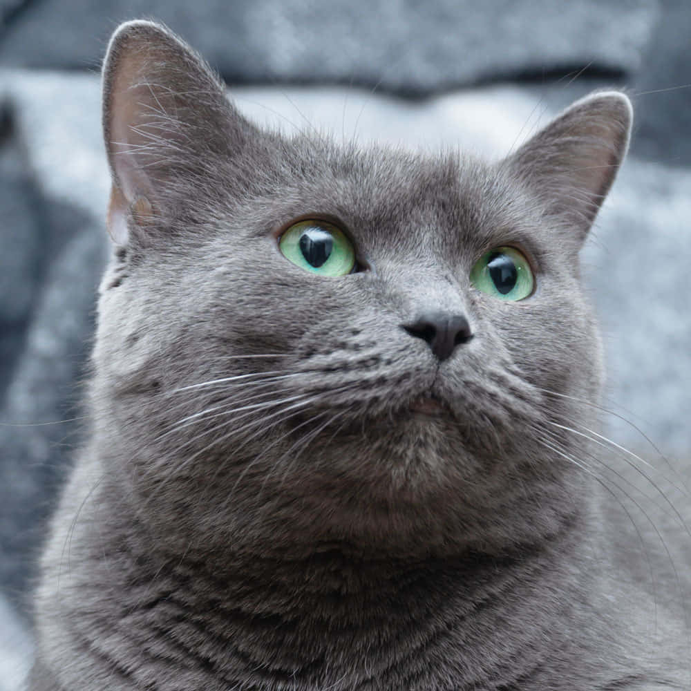 Majestic Blue Russian Cat Sitting Elegantly Wallpaper