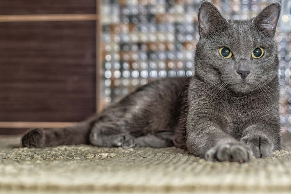Beautiful Blue Russian Cat with Green Eyes Wallpaper