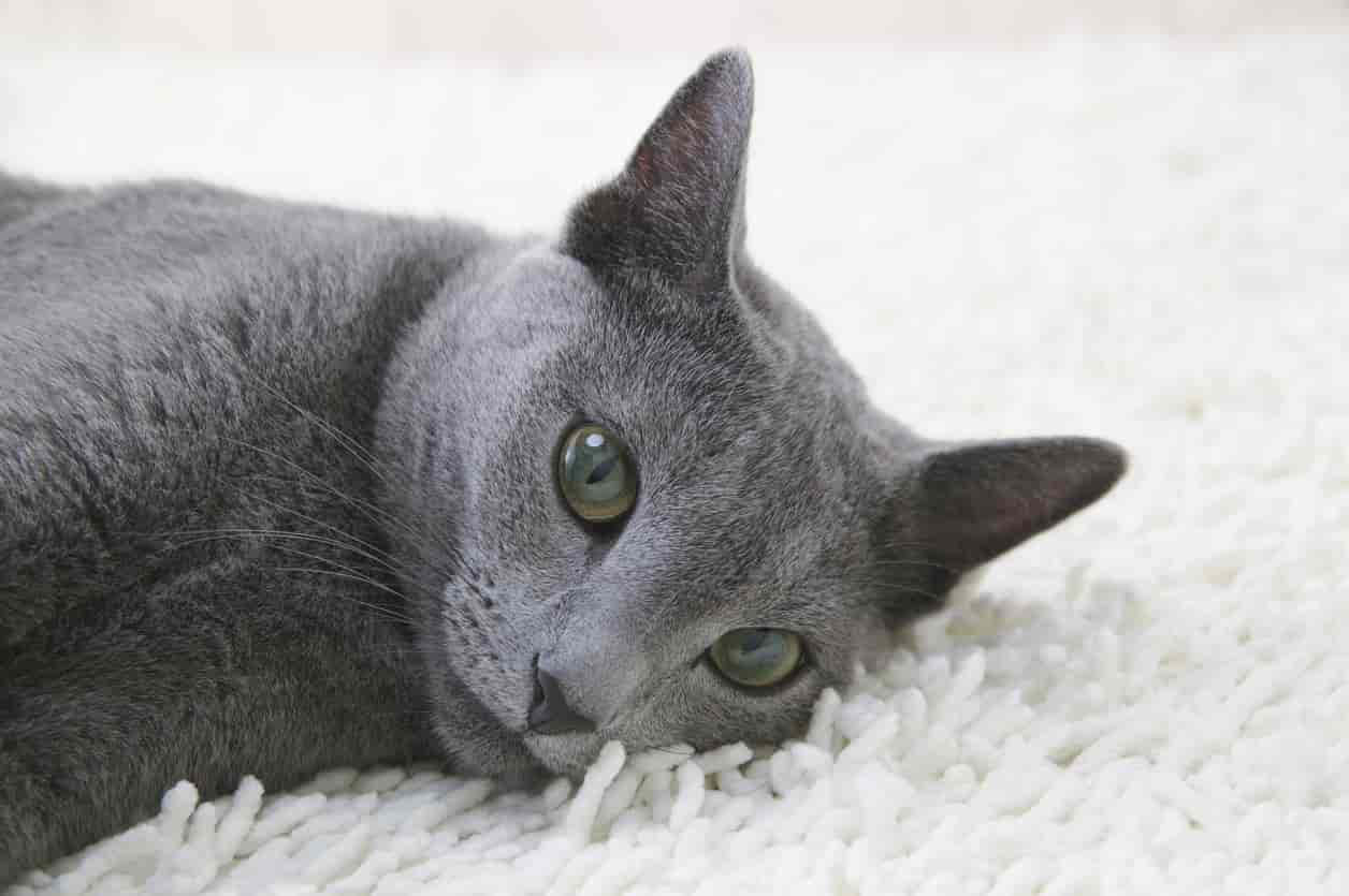 Beautiful Blue Russian Cat Relaxing Wallpaper
