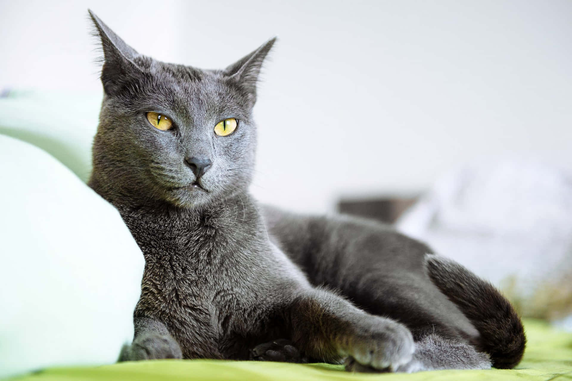 Retratode Un Gato Azul Ruso Con Cautivadores Ojos Verdes. Fondo de pantalla