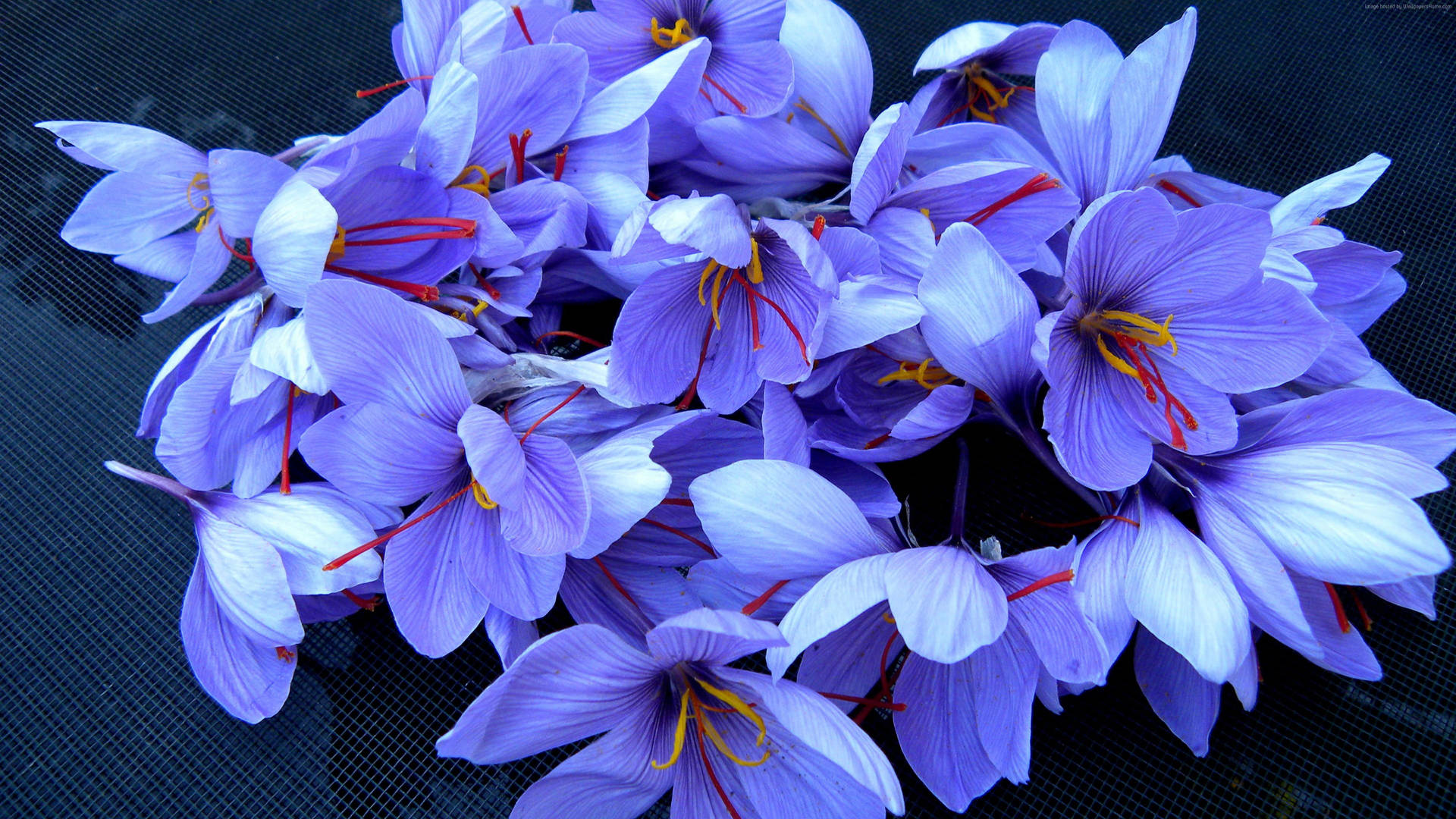 Blue Saffron Crocus Flowers Background