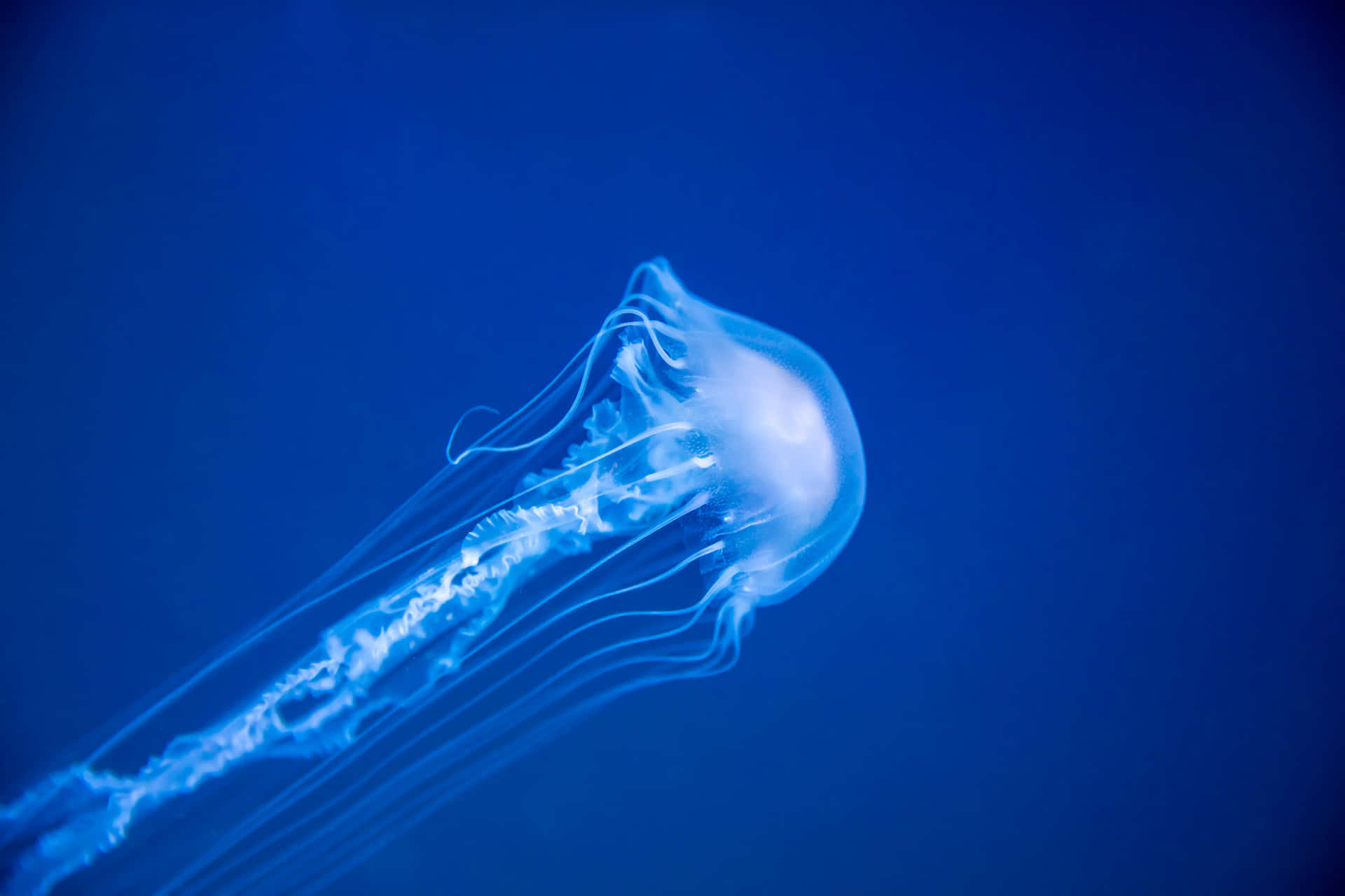 Blue Sea Jellyfish Swimming Wallpaper