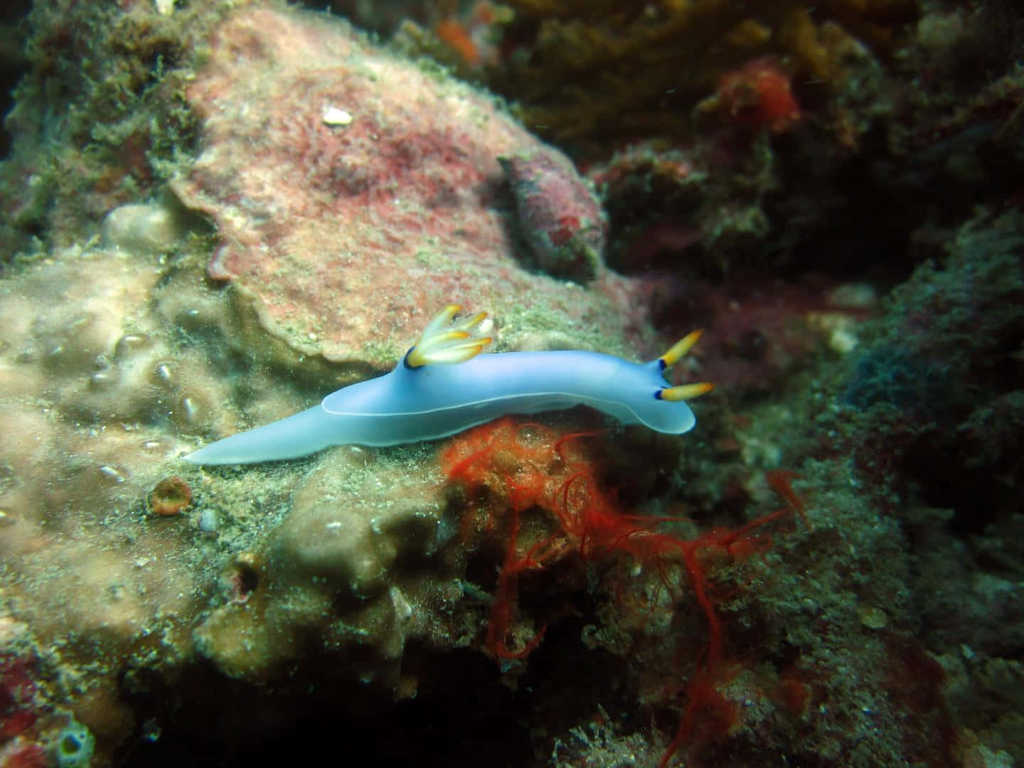 Blue Sea Slug On Coral Reef.jpg Wallpaper