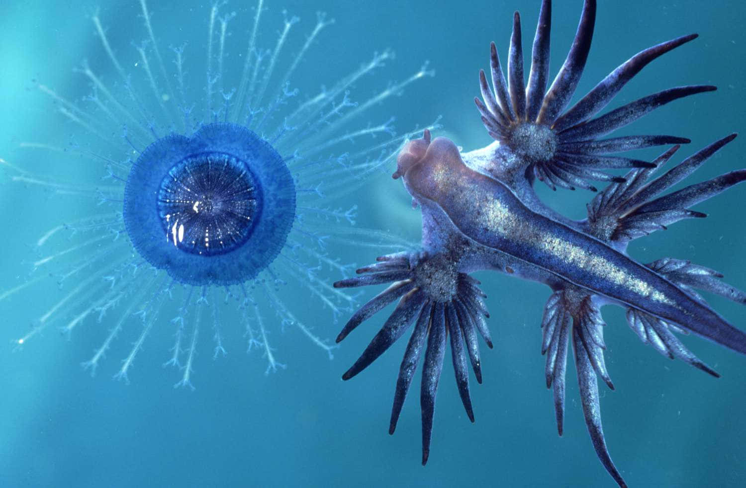 Blue Sea Slugand Jellyfish Wallpaper