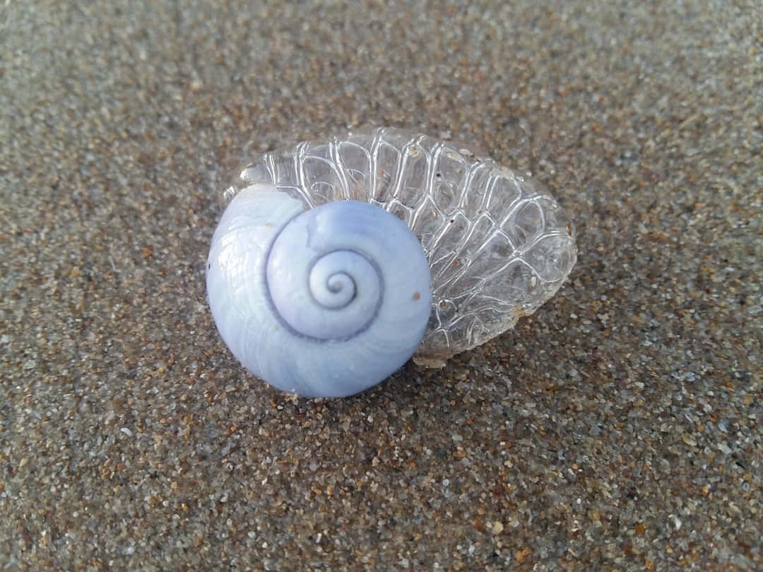 Blue Sea Snail Shellon Sand.jpg Wallpaper