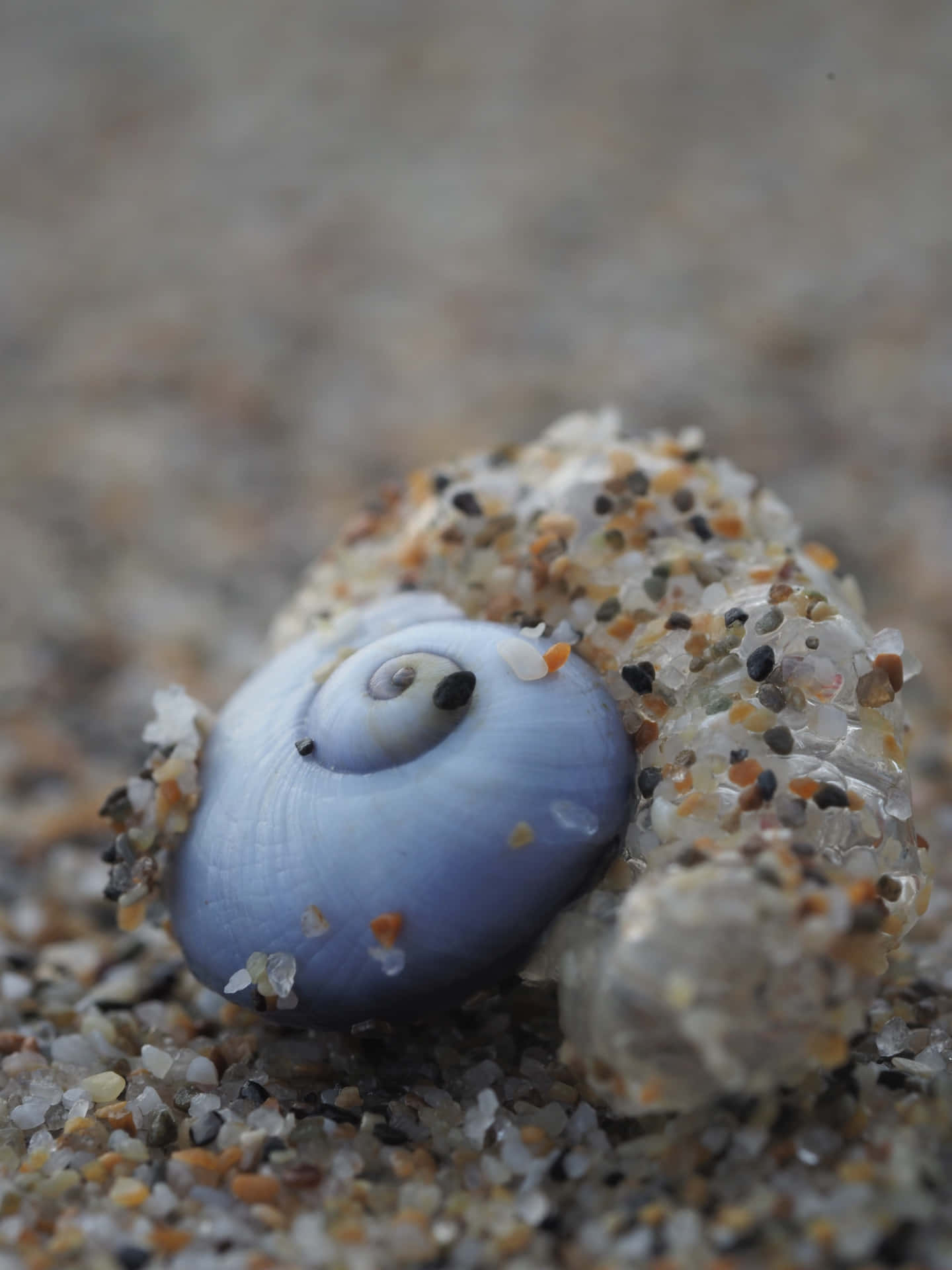 Blue Sea Snail Shellon Sand Wallpaper