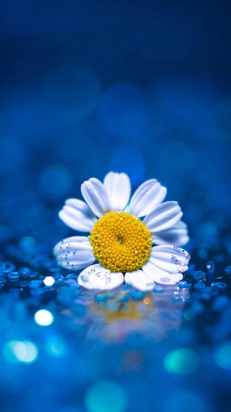 Blue Sequined Surface And Daisy Iphone Wallpaper