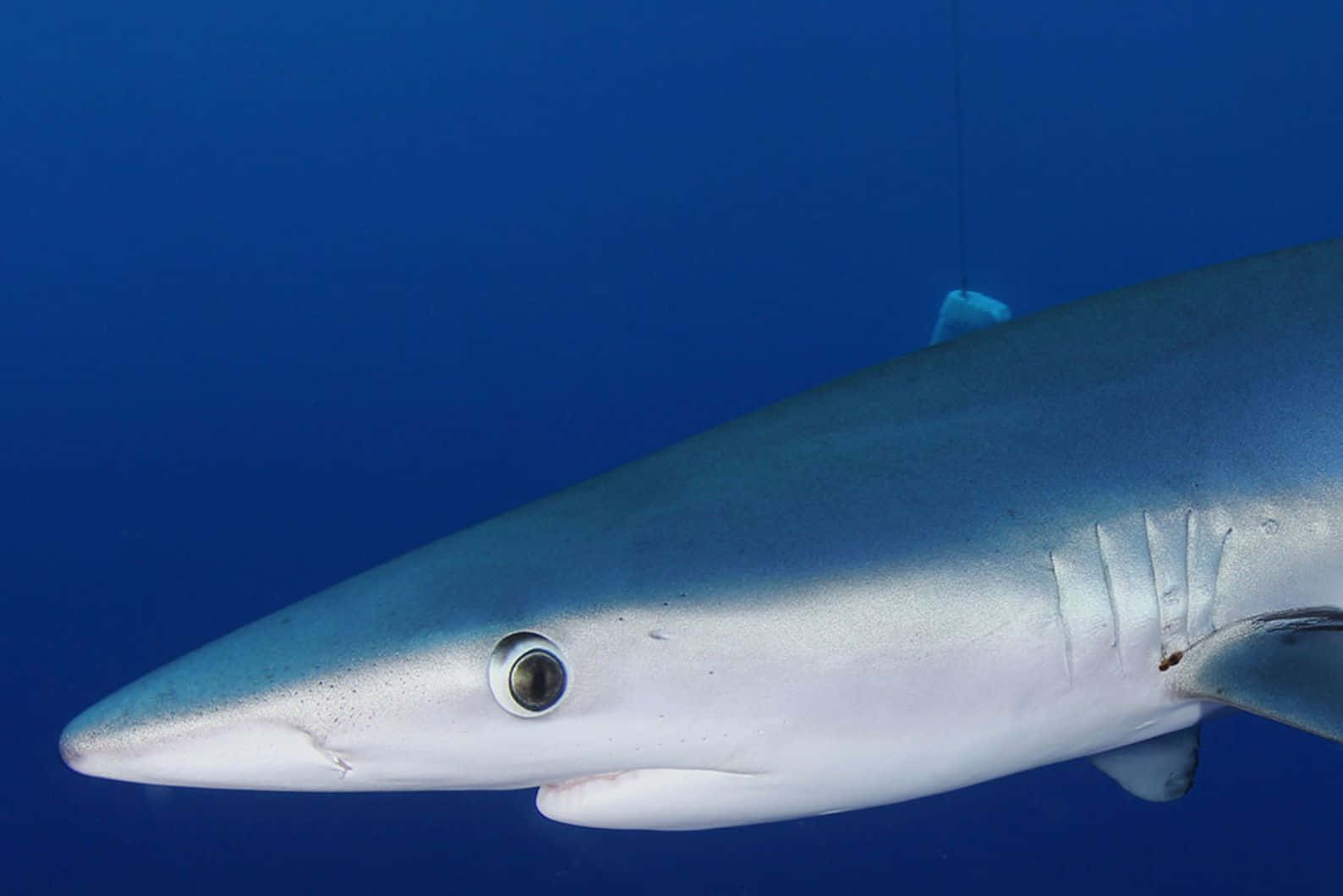 Blue Shark Close Up Underwater Wallpaper