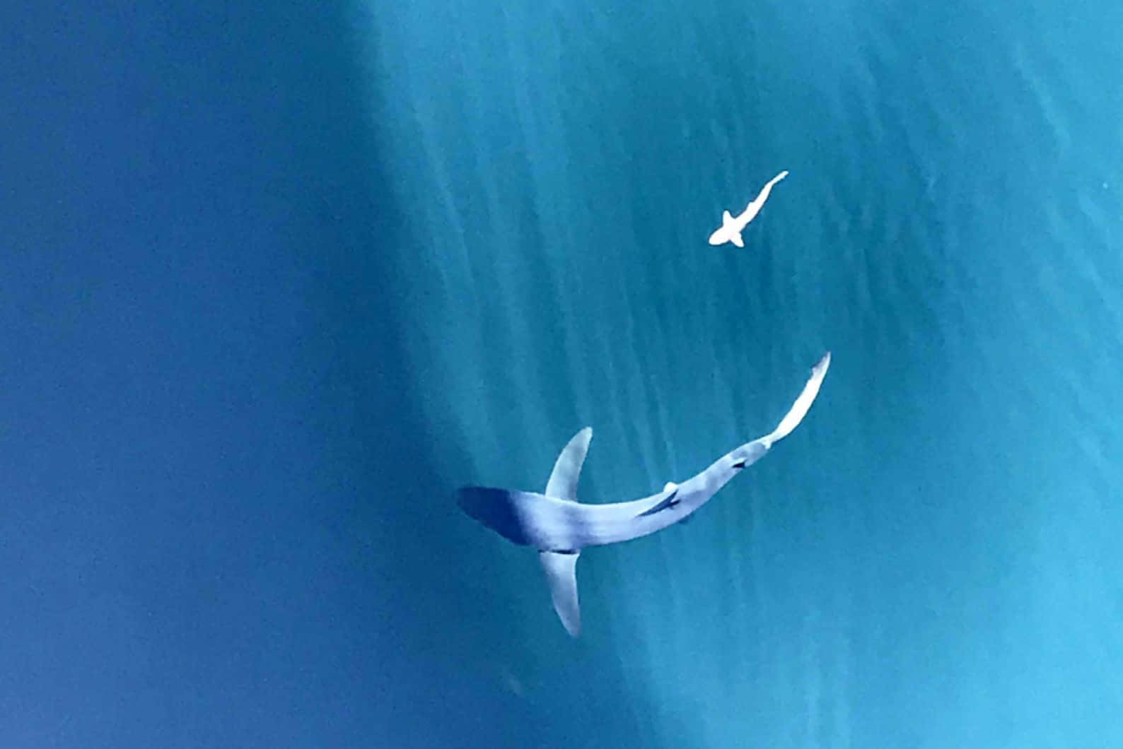 Blue Shark Graceful Swim Wallpaper