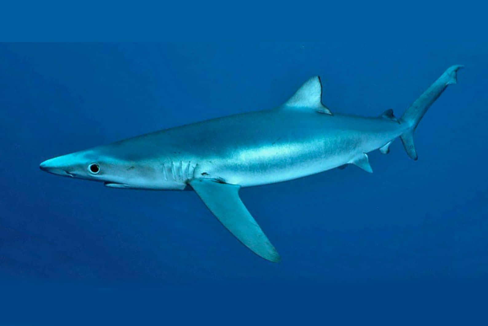 Blue Shark Swimming Deep Ocean Wallpaper