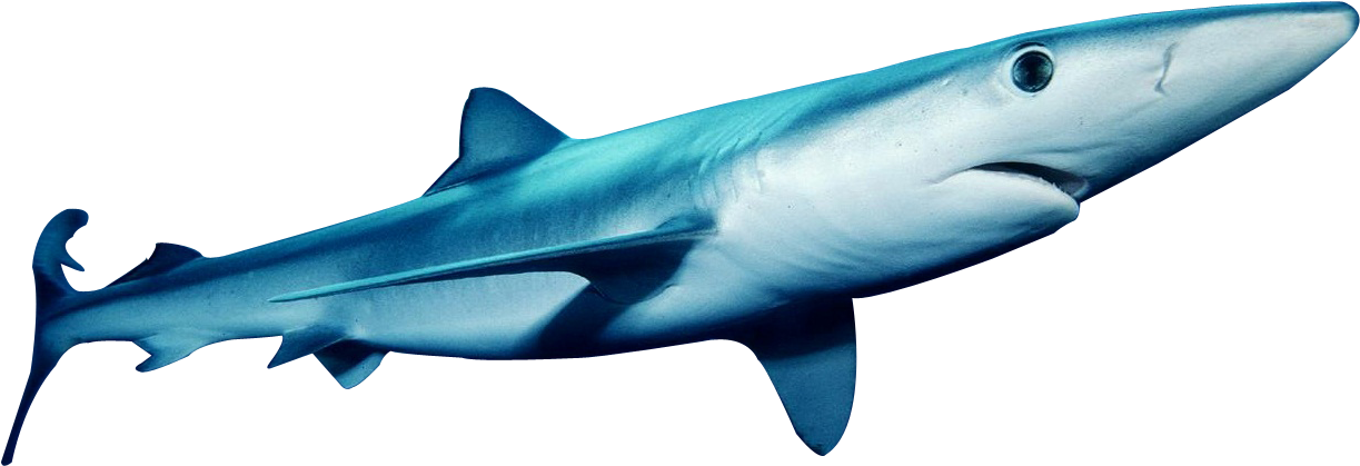 Blue Shark Swimming Profile PNG