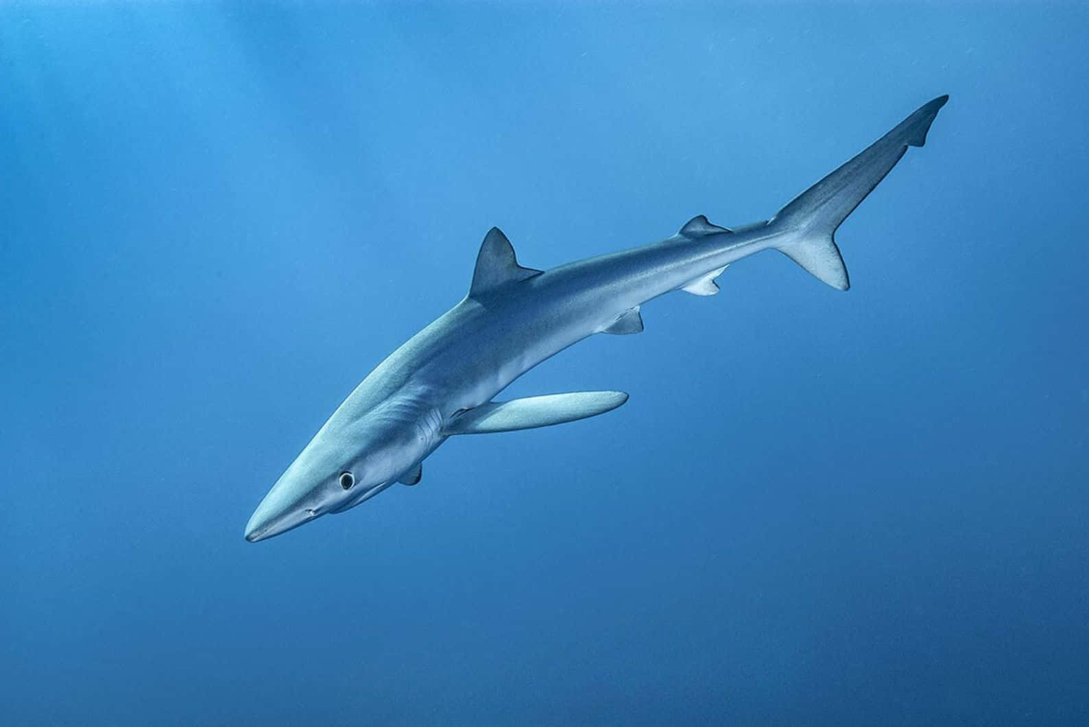Blue Shark Swimming Underwater.jpg Wallpaper
