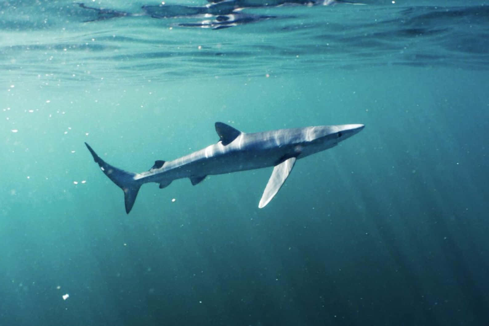 Blue Shark Swimming Underwater.jpg Wallpaper