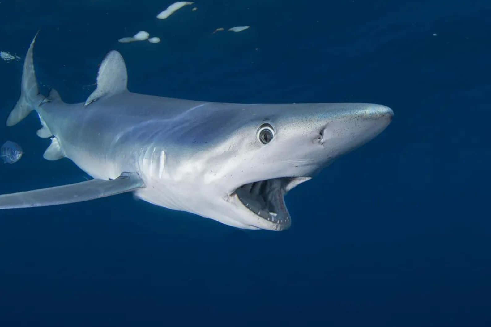 Blue Shark Underwater Closeup.jpg Wallpaper