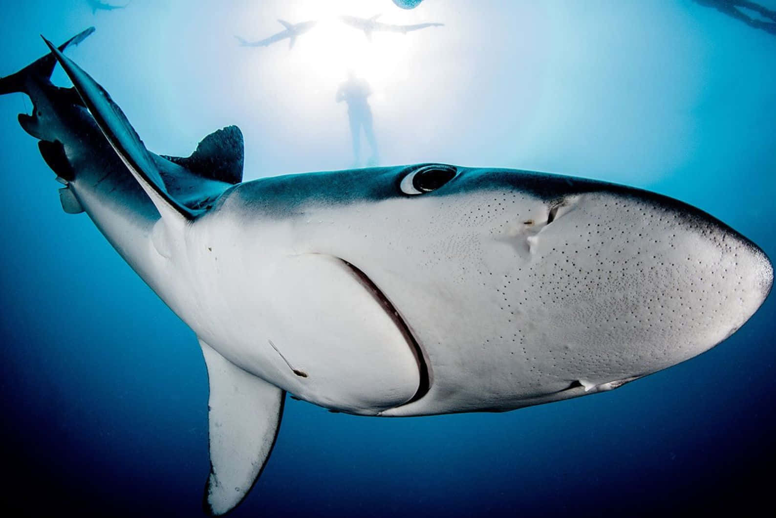 Blue Shark Underwater Encounter Wallpaper