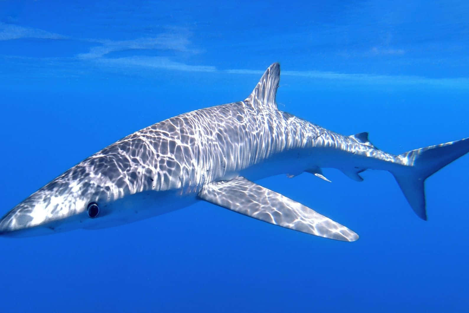 Blue Shark Underwater Swimming.jpg Wallpaper