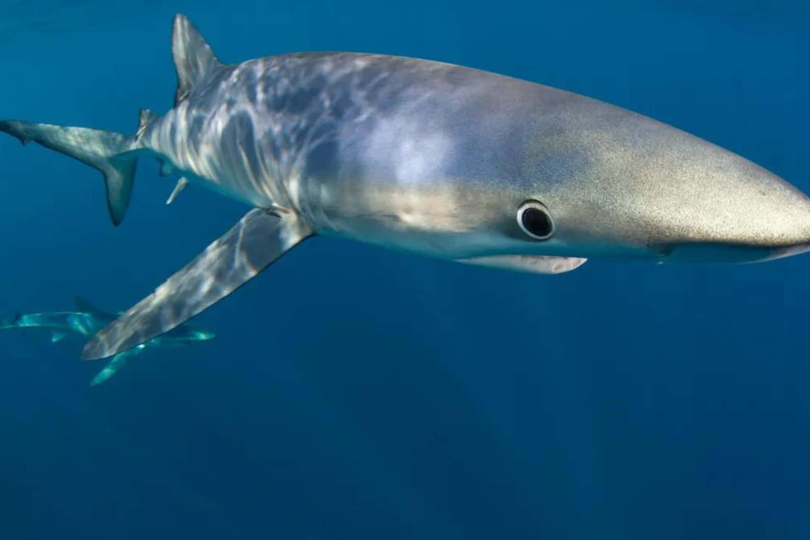 Blue Shark Underwater Swimming.jpg Wallpaper