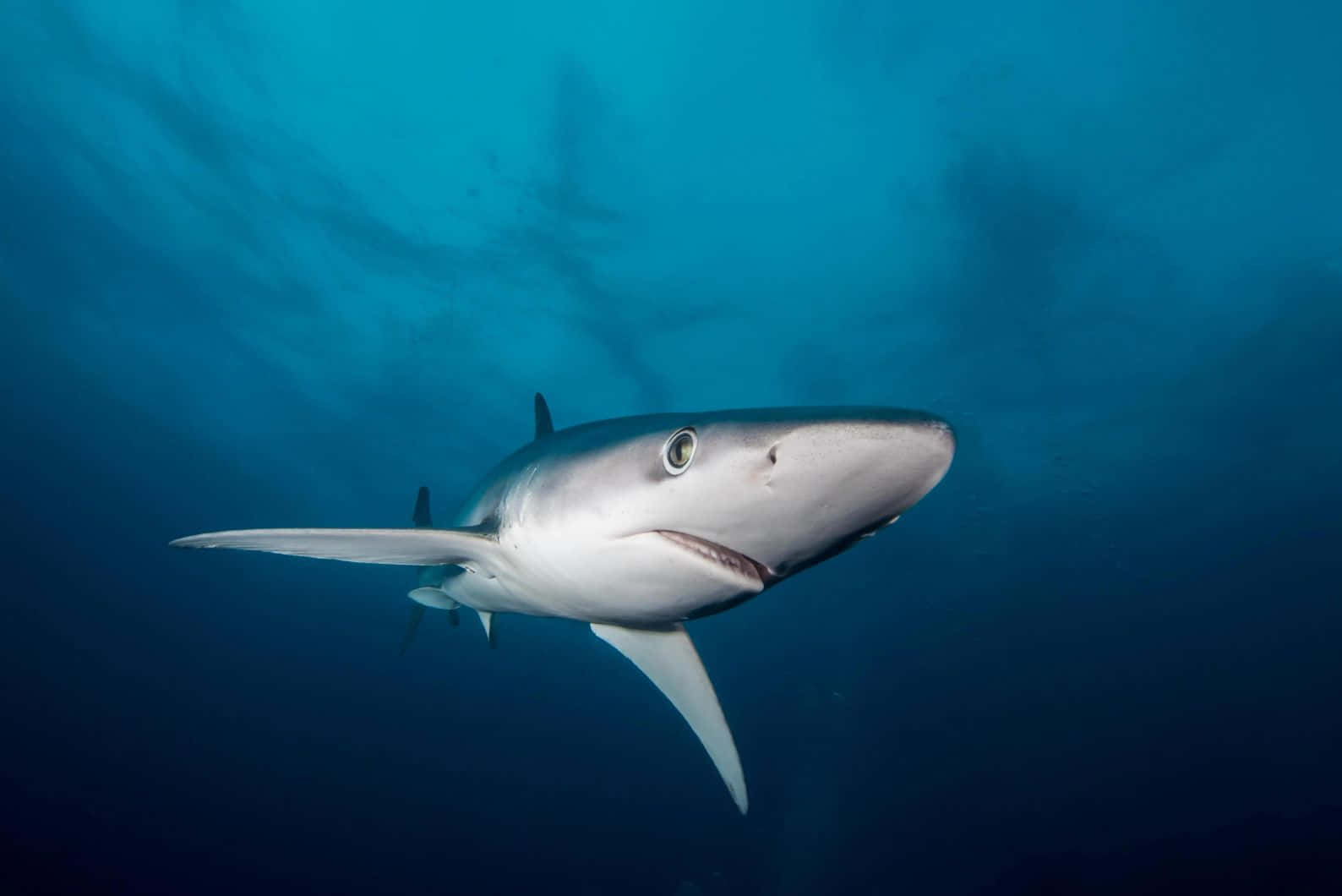 Blue Shark Underwater Swimming Wallpaper