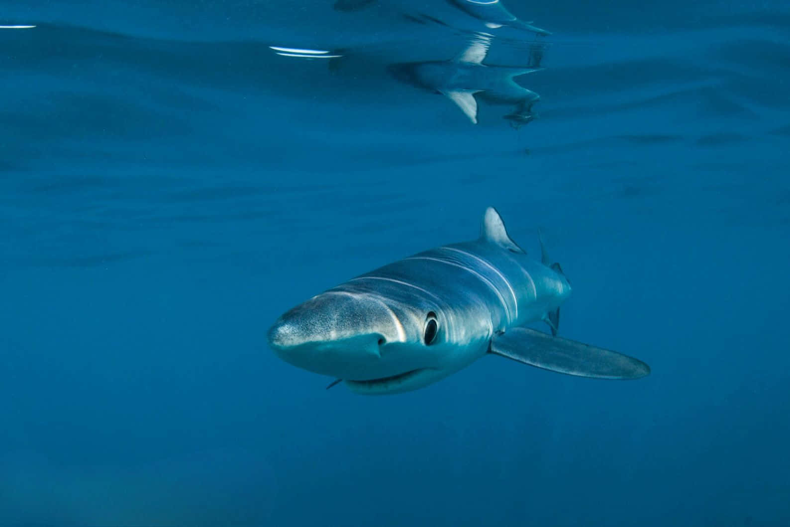 Blue Shark Underwater Swimming Wallpaper
