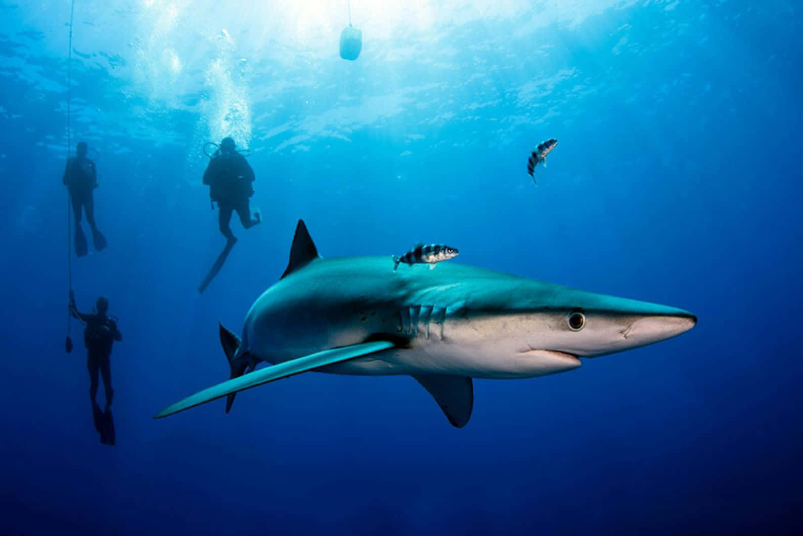 Blue Shark With Divers Wallpaper