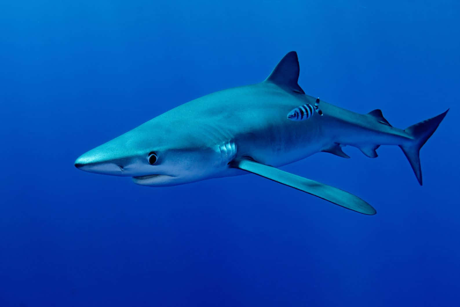 Blue Sharkin Deep Blue Ocean Wallpaper