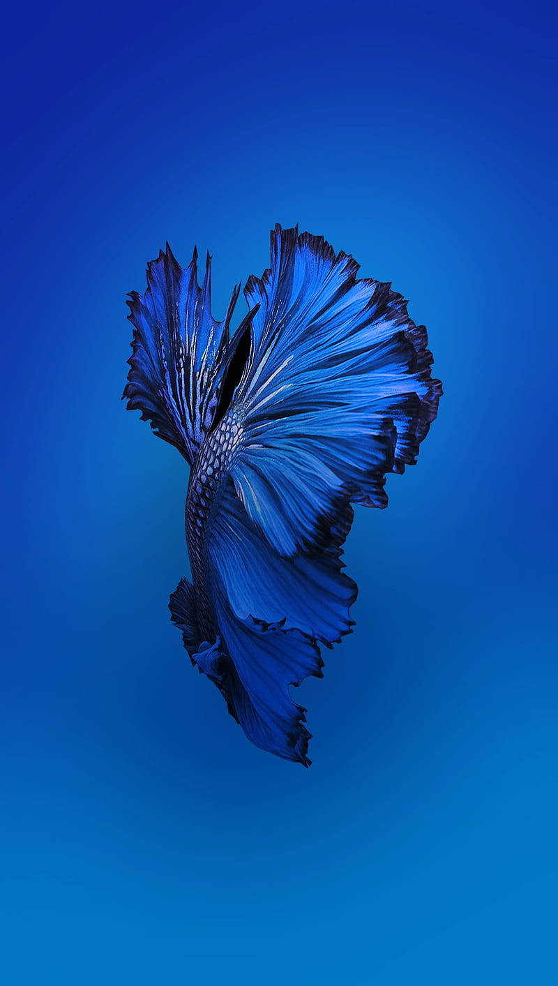 Bakgrundblå Siamesisk Kämpafisk Iphone Bakgrund Wallpaper