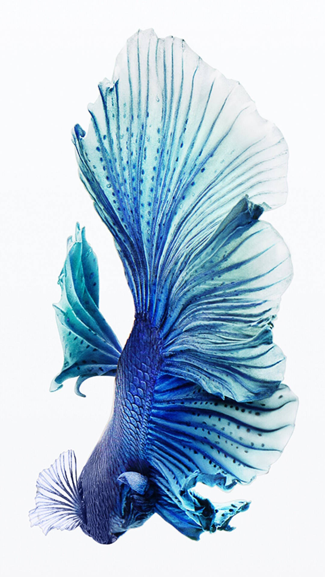 Blauersiamesischer Kampffisch Iphone Wallpaper