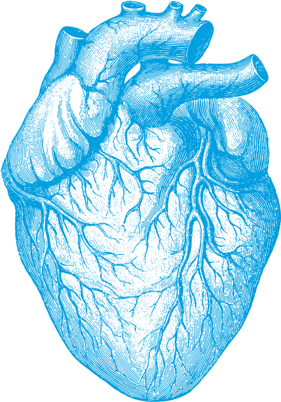 Blue Sketch Human Heart PNG