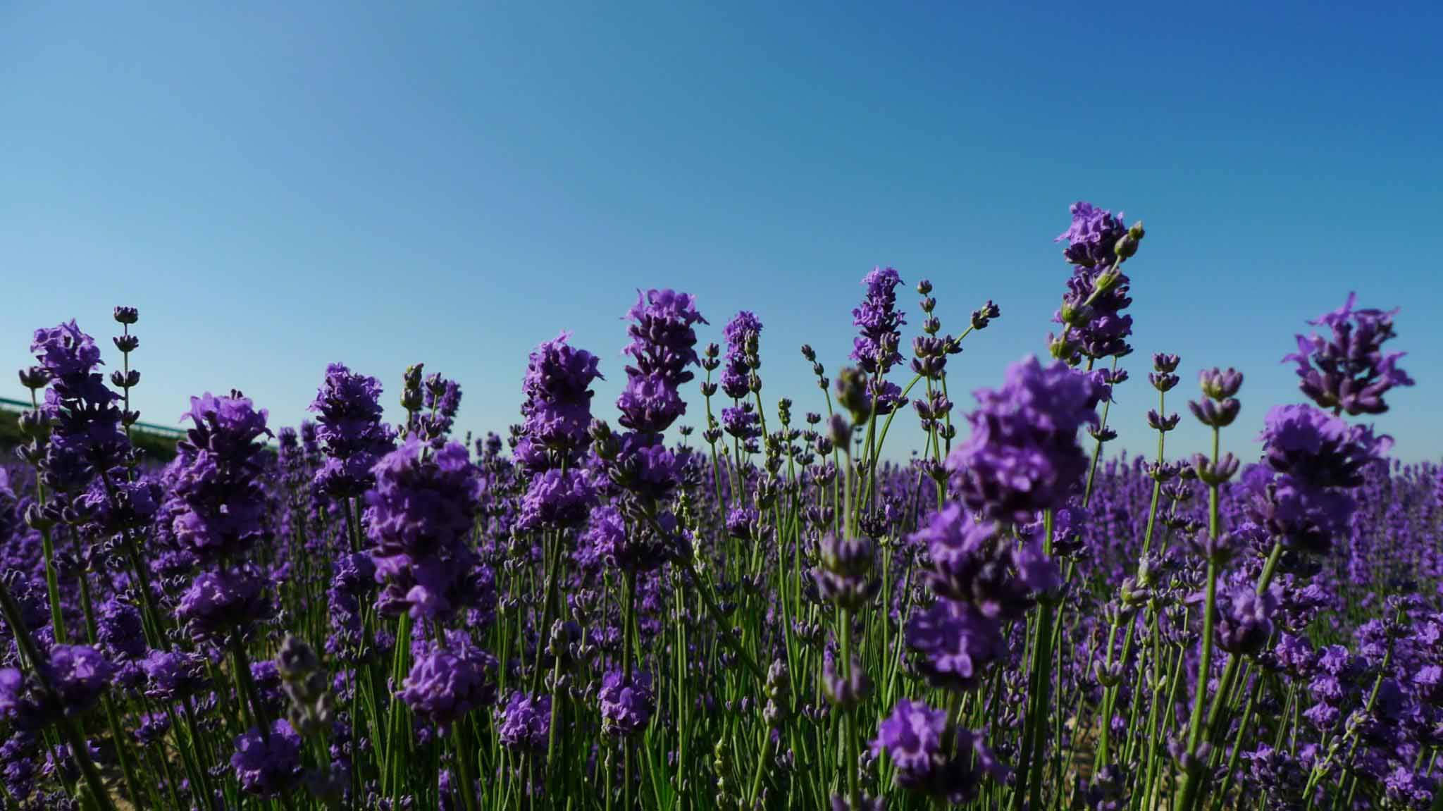 Blue Sky Above Lavender Desktop Wallpaper