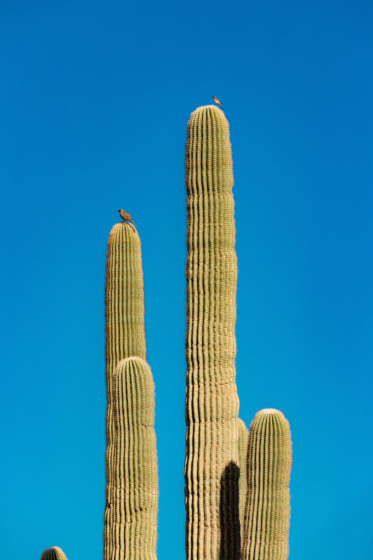 Blue Sky Kaktus Plante Æstetisk Wallpaper