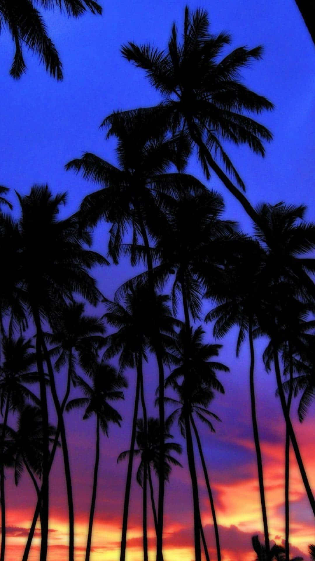 Blue Sky Sunset With Palm Tree Wallpaper