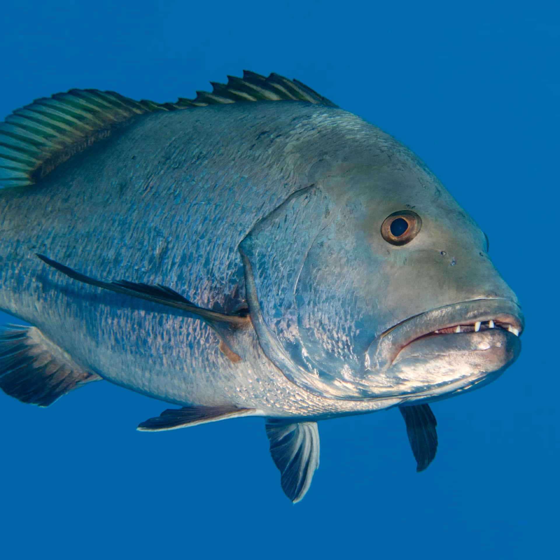 Blauwe Snapper Onderwater Achtergrond