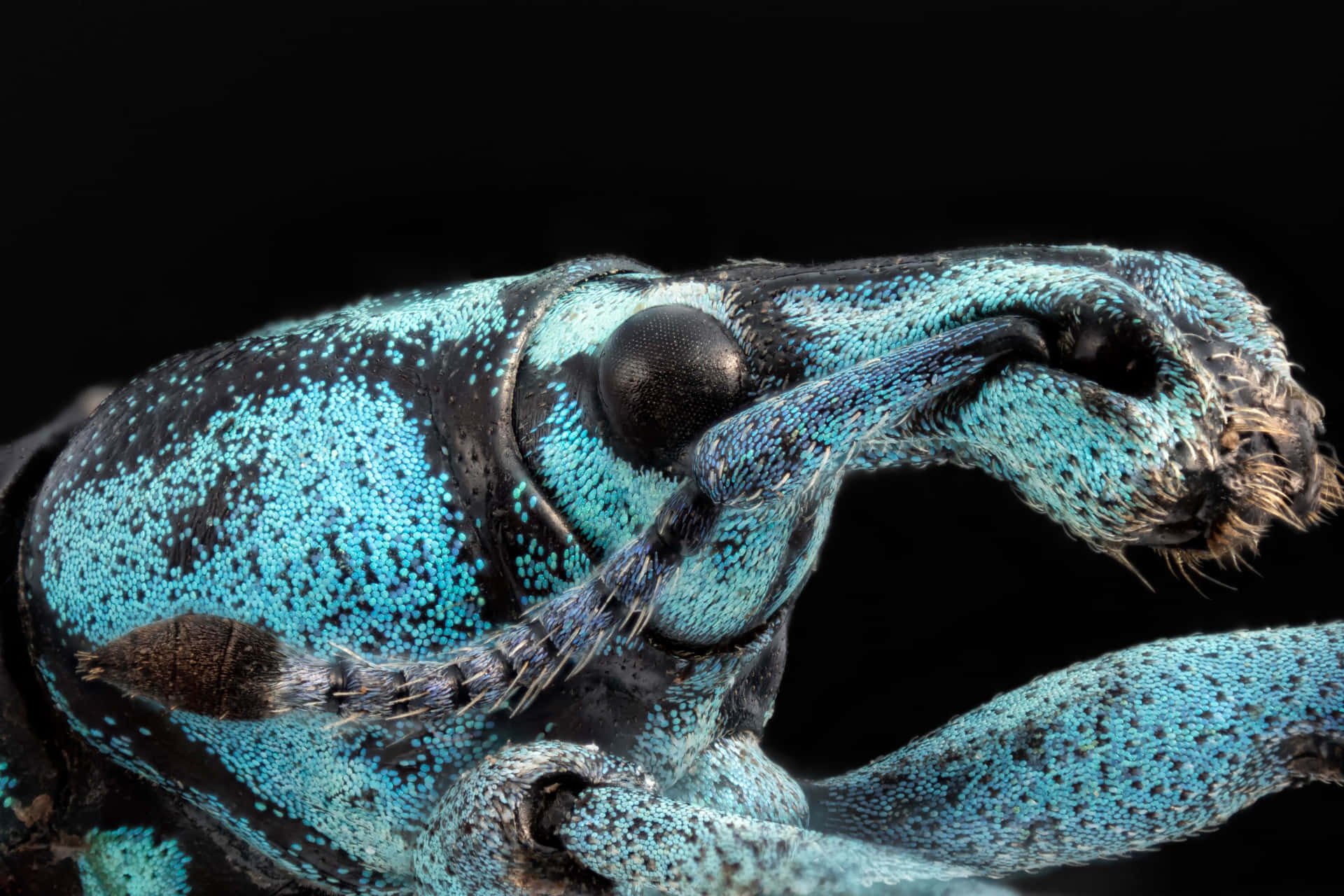 Blue Snout Beetle Closeup Wallpaper