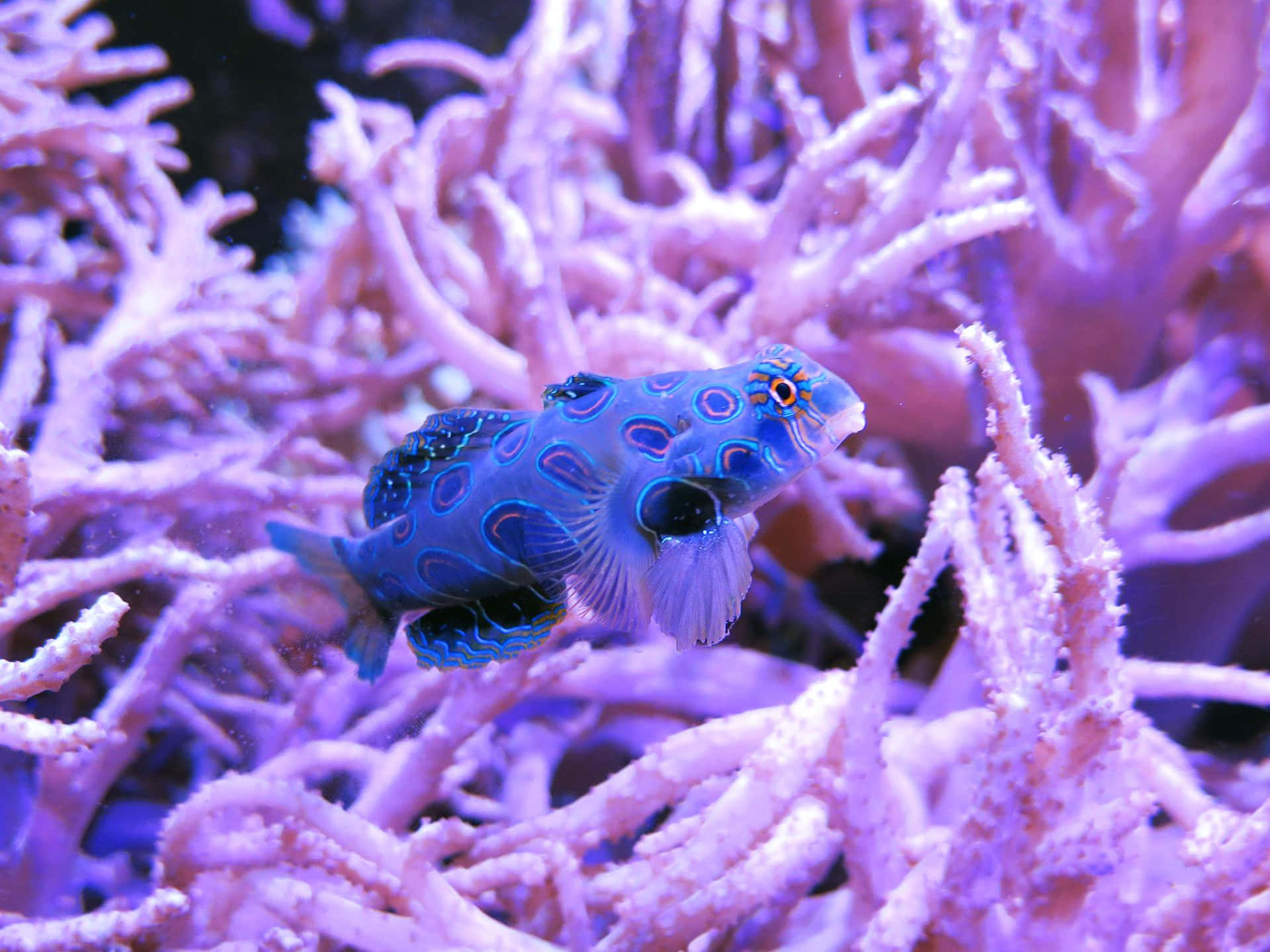 Blue Spotted Boxfish Amidst Coral Wallpaper