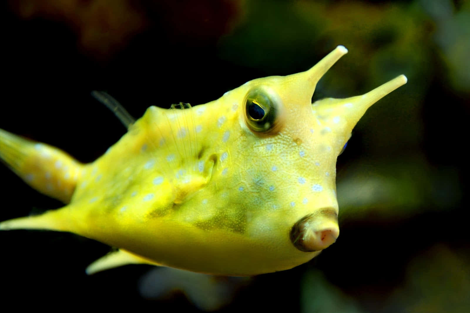 Blue Spotted Cowfish Swimming In Coral Reef Wallpaper