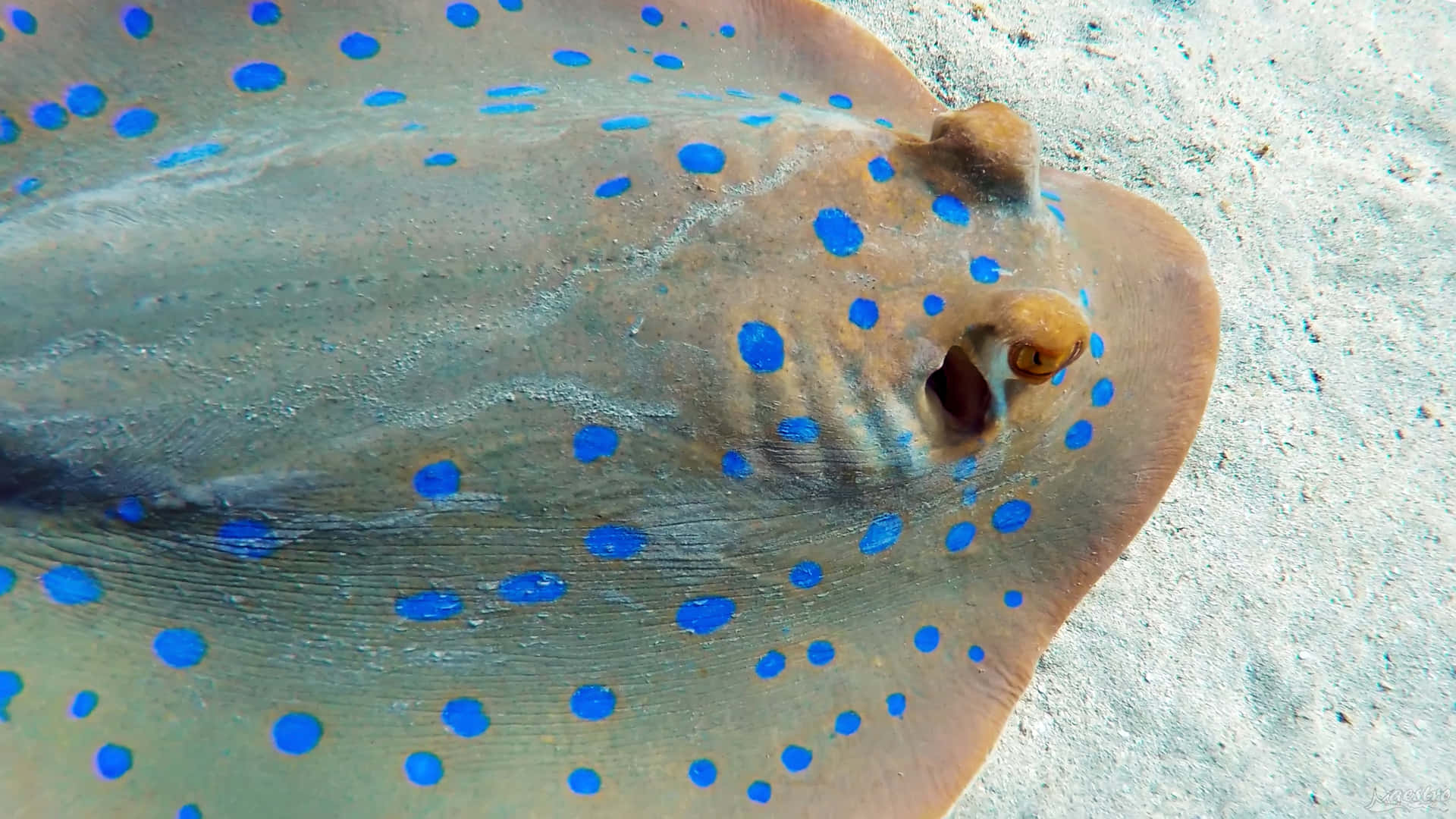 Blue Spotted Electric Ray Sandy Bottom.jpg Wallpaper