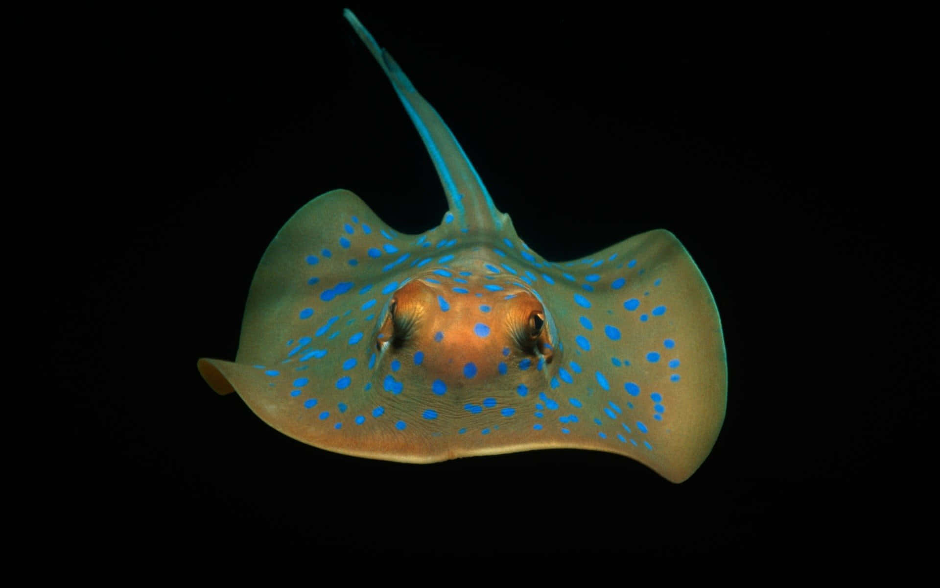 Blue Spotted Electric Ray Swimming Wallpaper